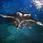 Manta Ray Night Snorkel Experience of a Lifetime - Spectacular Manta Ray Encounters at Manta Heaven