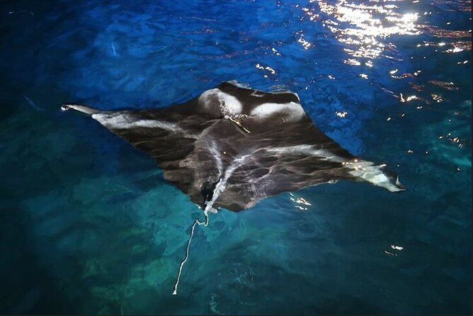 Manta Ray Night Snorkel Experience of a Lifetime - Spectacular Manta Ray Encounters at Manta Heaven
