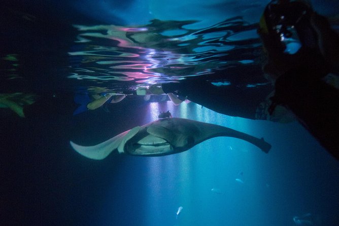 Manta Ray Night Snorkel Tour from Kona - Departing from Kailua-Kona at the Fair Wind Big Island Ocean Guides