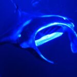 Manta Ray Night Snorkeling Adventure in Kailua-Kona - Sunset Cruise Sets the Stage for the Manta Show