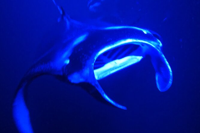 Manta Ray Night Snorkeling Adventure in Kailua-Kona - Sunset Cruise Sets the Stage for the Manta Show