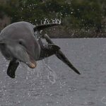 Marco Island 2 hour Dolphin, Birding and Shelling tour - Secluded Barrier Island Shelling Excursion