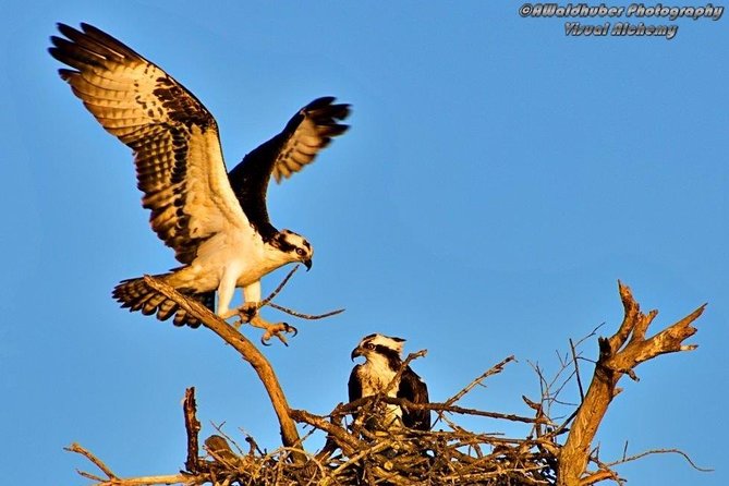 Marco Island: 2-Hour Dolphin, Birding, and Shelling Tour - The Shelling Experience on a Quiet Beach