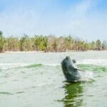 Marco Island: Dolphin-Watching Boat Tour - Encountering Playful Dolphins and Other Marine Life