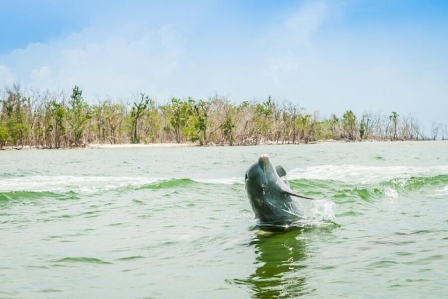 Marco Island: Dolphin-Watching Boat Tour - Encountering Playful Dolphins and Other Marine Life