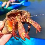 Marco Island: Kayak Mangrove Ecotour in Rookery Bay Reserve - Starting Point at Isles of Capri Paddlecraft Park