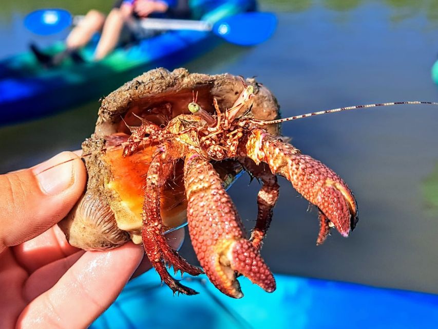 Marco Island: Kayak Mangrove Ecotour in Rookery Bay Reserve - Starting Point at Isles of Capri Paddlecraft Park