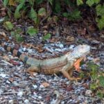 Marco Island Safari Truck Tour - Wildlife Encounters and Nature Spotting Opportunities