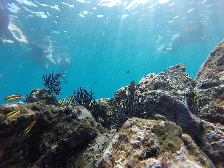 Marietas Islands: snorkeling safari with local guide - Exploring Islas Marietas National Park