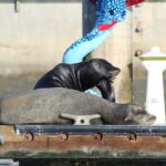 Marina Del Rey: Kayak and Paddleboard Tour with Sea Lions - The Route and Marine Wildlife Encounters