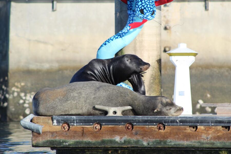 Marina Del Rey: Kayak and Paddleboard Tour with Sea Lions - The Route and Marine Wildlife Encounters