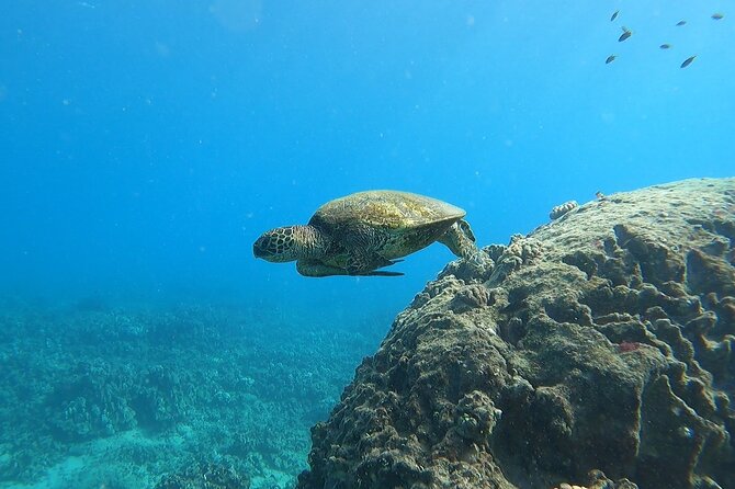 Marine Ecology Snorkel from Electric Beach Oahu with Photos - Exploring Multiple Habitats Underwater