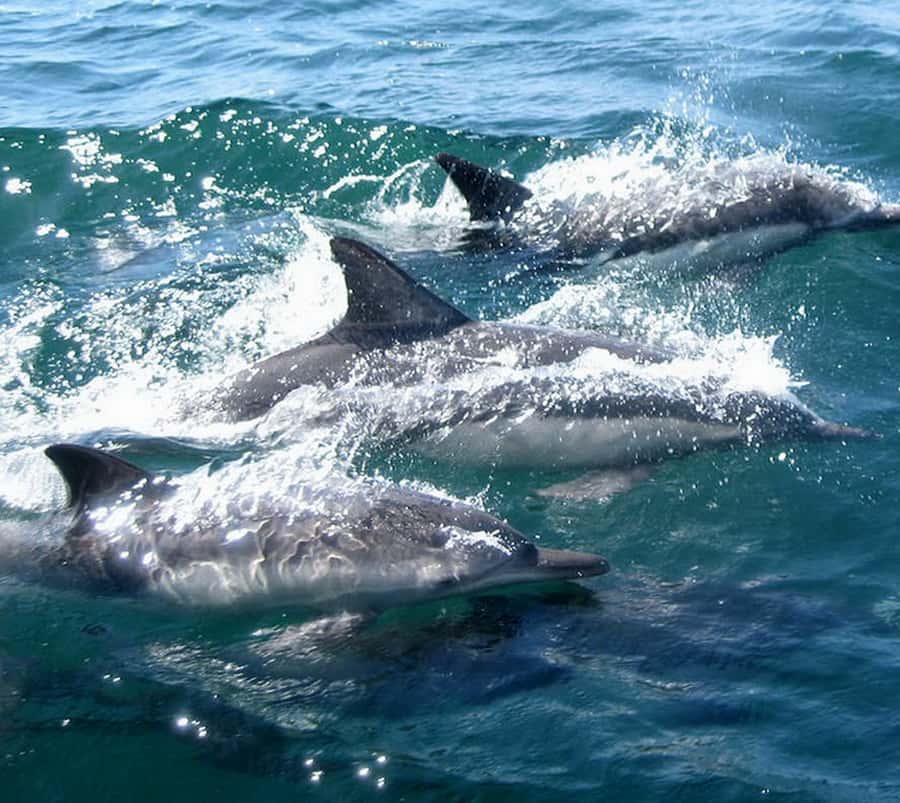 Marine mammal watching: dolphins and whales in Huatulco - Starting Point at La Crucecita for Easy Access