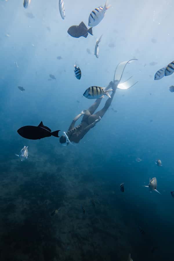 Marine Wildlife Snorkel Tour: SeaTiger Shipwreck & Sharks - The SeaTiger Shipwreck: A Hidden Underwater Treasure