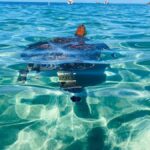 Martinique: Cruise and Snorkel with Turtles, Fish, and Corals - Scenic Stops at Anse Noire and Anse du Four with Photo Opportunities