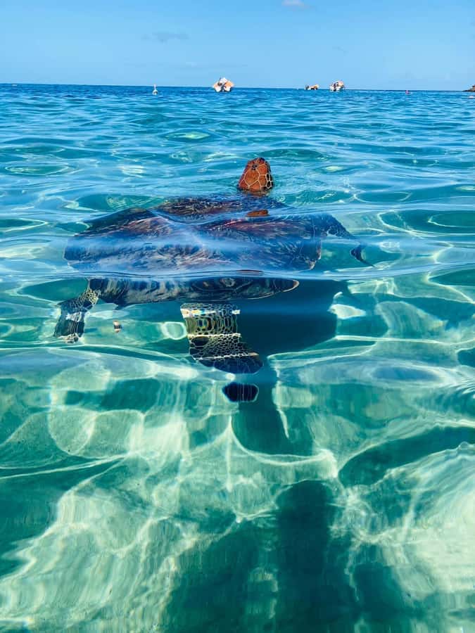 Martinique: Cruise and Snorkel with Turtles, Fish, and Corals - Scenic Stops at Anse Noire and Anse du Four with Photo Opportunities