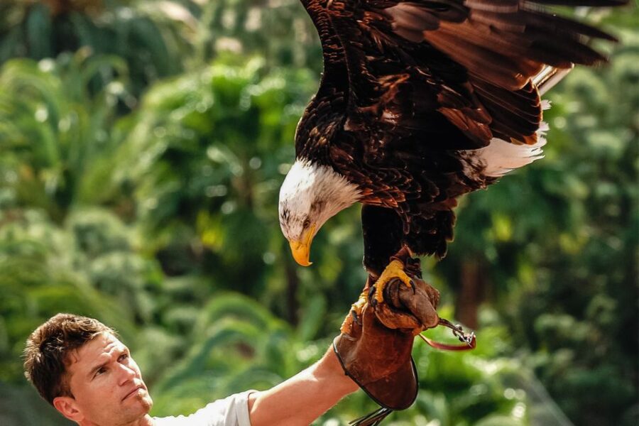 Maspalomas: Palmitos Park Ticket with Dolphin and Bird Shows - Exploring the Animal Exhibits and Shows