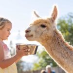 Maui: Alpaca Farm Visit with Hands-On Activities - Hands-On Alpaca Feeding and Photo Opportunities