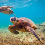 Maui Beach / Shoreline Snorkel - The Simplicity of Beach and Shoreline Snorkeling