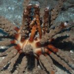 Maui Certified Shore Diving from Lahaina - Starting Point and Booking Details in Lahaina