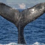 Maui: Deluxe Whale Watch Sail & Lunch from Ma`alaea Harbor - Unmatched Opportunities to Observe Humpback Whales in Action