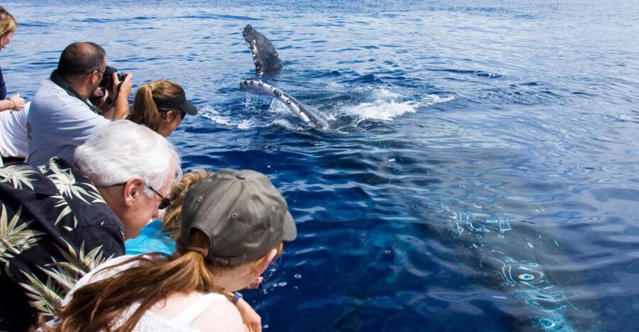 Maui: Eco-Friendly Whale Watching Tour from Ma'alaea Harbor - Location and Meeting Point at Maalaea Harbor