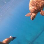 Maui Eco-Raft: Turtle Snorkel + Whale Watch Tour (*New 2n1 ) - Start Point at Lahaina and Efficient Transportation