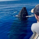 Maui: Epic Small Group Whale Watch - The Experience on the Small, Safe Boat
