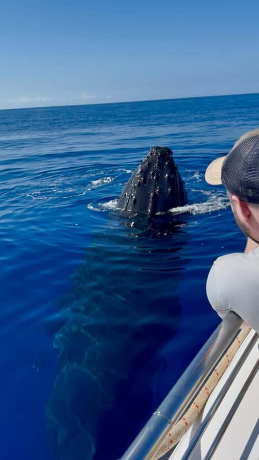 Maui: Epic Small Group Whale Watch - The Experience on the Small, Safe Boat