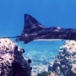 Maui: Guided Snorkeling for Beginners with Flotation Wetsuit - Maui’s Safe Snorkeling Experience for Beginners and Non-Swimmers