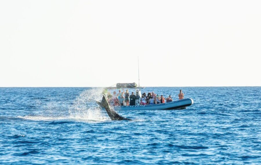 Maui: Guided Whale Watching Tour on Eco Raft - From Lahaina to Whale Hotspots in Maui