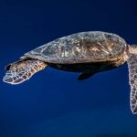 Maui: Intro to Scuba Diving from Shore - Lahaina - How the Tour Starts in Lahaina and Prepares You for the Underwater World