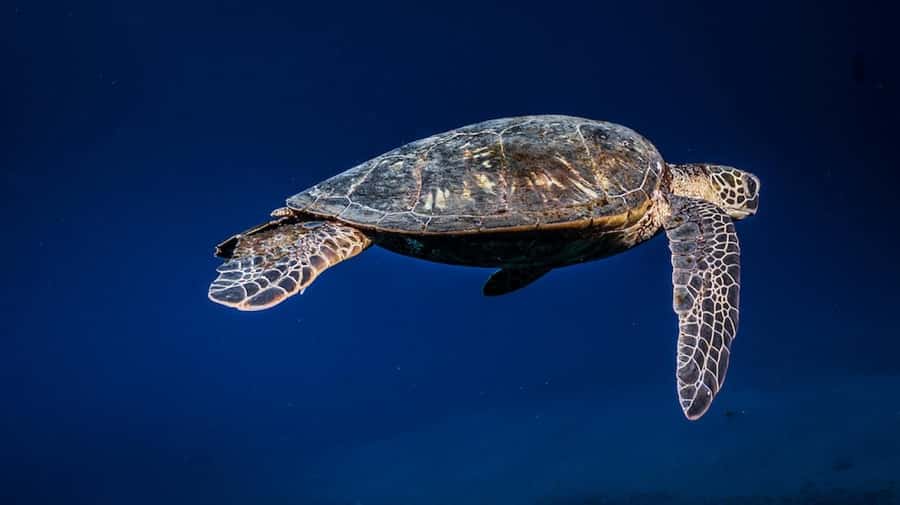 Maui: Intro to Scuba Diving from Shore - Lahaina - How the Tour Starts in Lahaina and Prepares You for the Underwater World
