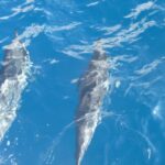 Maui: Kaanapali Beach 4-hour Snorkel w/ BBQ Lunch & Open Bar - Snorkeling with Sea Turtles and Tropical Fish Near Lahaina