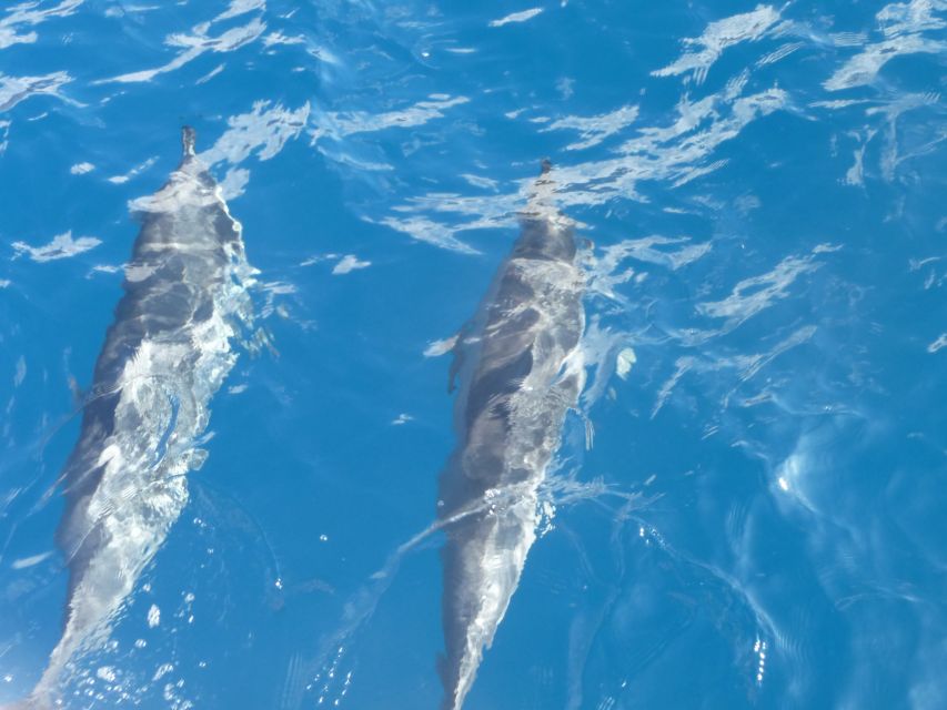 Maui: Kaanapali Beach 4-hour Snorkel w/ BBQ Lunch & Open Bar - Snorkeling with Sea Turtles and Tropical Fish Near Lahaina