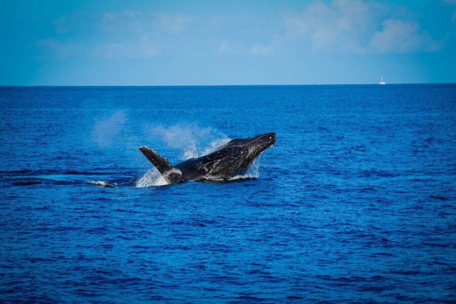 Maui: Luxury Catamaran Whale Watch & Sail - The Departure and Check-In at Maalaea Harbor