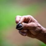 Maui: Macadamia Nut Farm and Hydroponic Tour with Lunch - Visiting a Macadamia Nut Farm in Maui