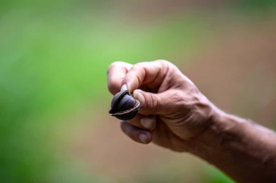 Maui: Macadamia Nut Farm and Hydroponic Tour with Lunch - Visiting a Macadamia Nut Farm in Maui