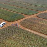 Maui Pineapple Farm Tour in Haliimaile - Starting Point at the Maui Pineapple Store