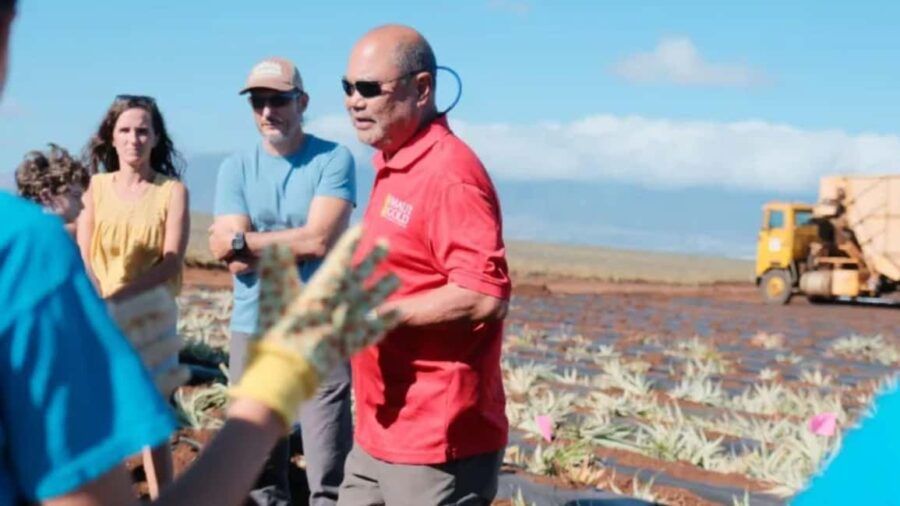 Maui: Pineapple Planting Experience - Plant Your Own Pineapple in Maui’s Volcanic Soil