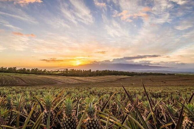 Maui Pineapple Tour: Farm and Feast Experience - Savoring Farm-to-Table Cuisine at Haliimaile General Store