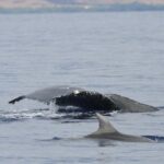 Maui Premium Sunset Dinner Cruise & Whale Watch - The Food and Beverage Offerings Onboard