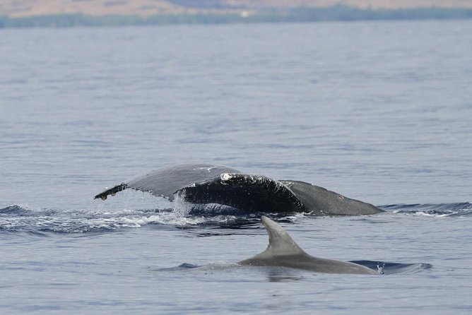 Maui Premium Sunset Dinner Cruise & Whale Watch - The Food and Beverage Offerings Onboard