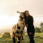 Maui: Sunset Llama Trek on Haleakala - Meet Your Llamas in the Upcountry Maui Environment