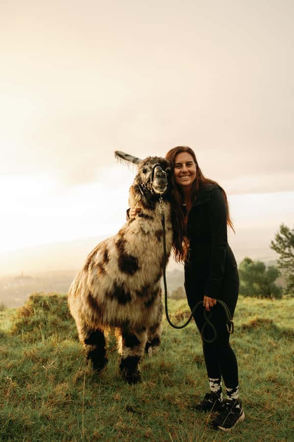 Maui: Sunset Llama Trek on Haleakala - Meet Your Llamas in the Upcountry Maui Environment