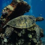 Maui: Turtle Town Sunset Glow Snorkel With Optional Photo - Discovering Maui’s Sunset Glow at Turtle Town