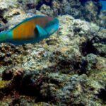 Maui: West Side Discovery Kayak & Snorkel from UKUMEHAME - The Starting Point at Ukumehame Beach State Park