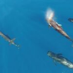 Maui Whale Watching -PRIVATE- Air Tour: (2-5 People): SEE WHALES! - Scenic Stops Over Maui’s Key Landmarks