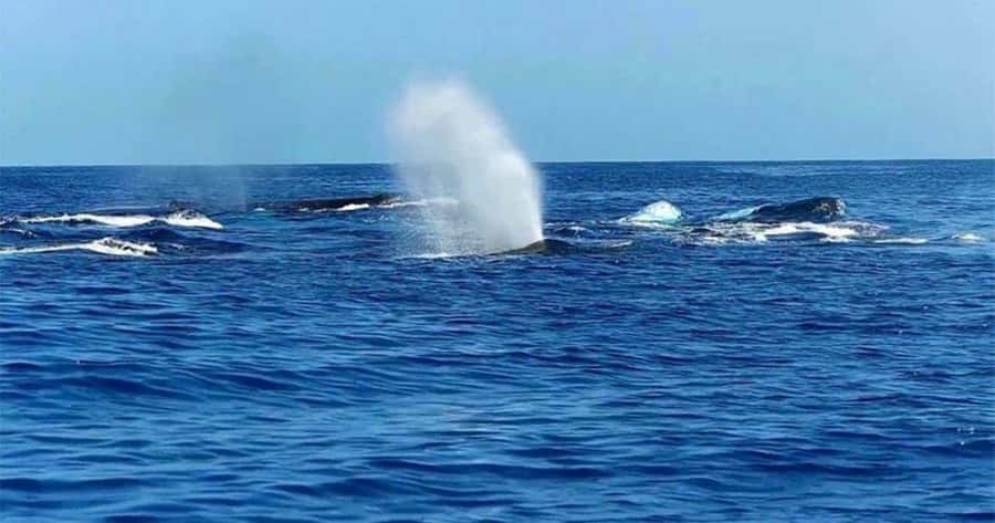 Maui: Whale Watching Tour - 1.5 hours - Starting Point and Accessibility at Kihei Boat Ramp