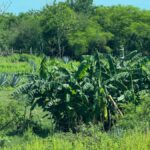 Mazatlán: Fruit Tour with Lunch and Mezcal Tasting - Tasting the Fresh Fruits of Sinaloa